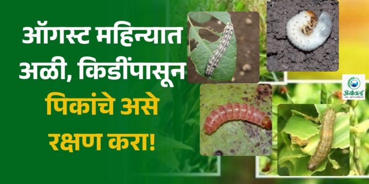 किडींपासून पिकांचे असे रक्षण करा