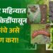 किडींपासून पिकांचे असे रक्षण करा