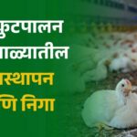 कुक्कुटपालन – पावसाळ्यातील व्यवस्थापन आणि निगा