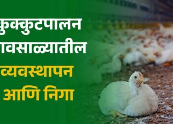 कुक्कुटपालन – पावसाळ्यातील व्यवस्थापन आणि निगा