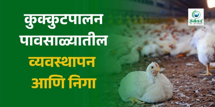 कुक्कुटपालन – पावसाळ्यातील व्यवस्थापन आणि निगा