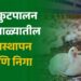 कुक्कुटपालन – पावसाळ्यातील व्यवस्थापन आणि निगा