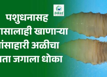 पशुधनासह माणसालाही खाणाऱ्या मांसाहारी अळीचा आता जगाला धोका!