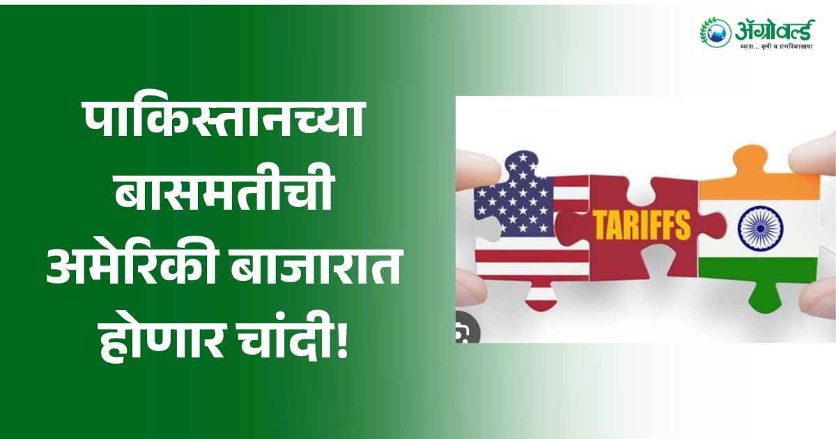 भारतीय बासमतीवर 50% टेरिफ