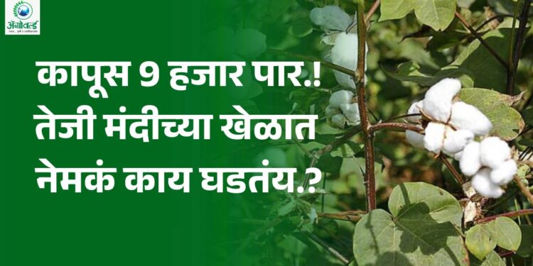 कापूस