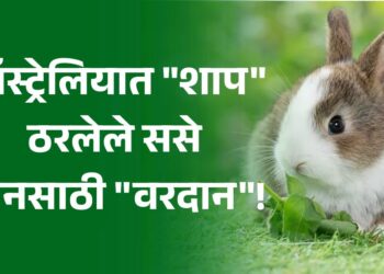 ऑस्ट्रेलियात “शाप” ठरलेले ससे; चीनमध्ये मात्र “वरदान”!