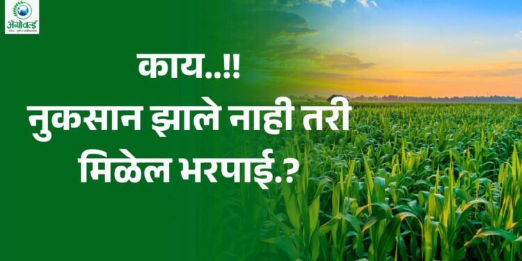 पिकाचे नुकसान झाले नाही तरी मिळेल भरपाई?
