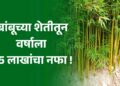 खान्देशच्या मातीत बांबूच्या शेतीतून वर्षाला तब्बल 25 लाखांचा नफा !