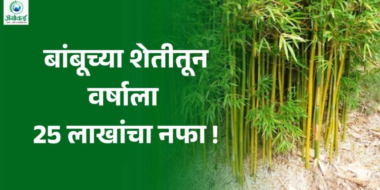 खान्देशच्या मातीत बांबूच्या शेतीतून वर्षाला तब्बल 25 लाखांचा नफा !