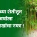 खान्देशच्या मातीत बांबूच्या शेतीतून वर्षाला तब्बल 25 लाखांचा नफा !