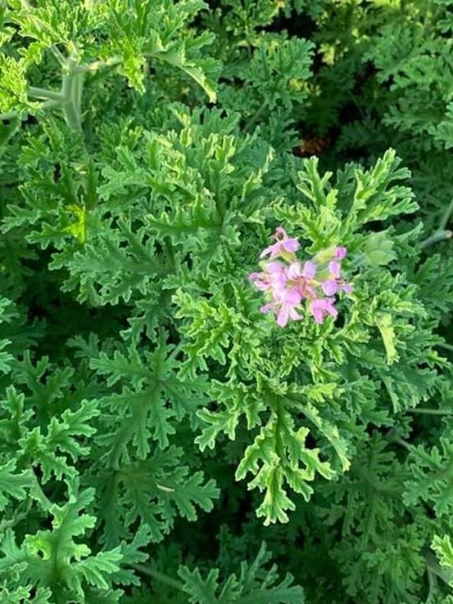 जिरेनियम शेती – कमी खर्चात जास्त नफा देणारे सुगंधी पीक