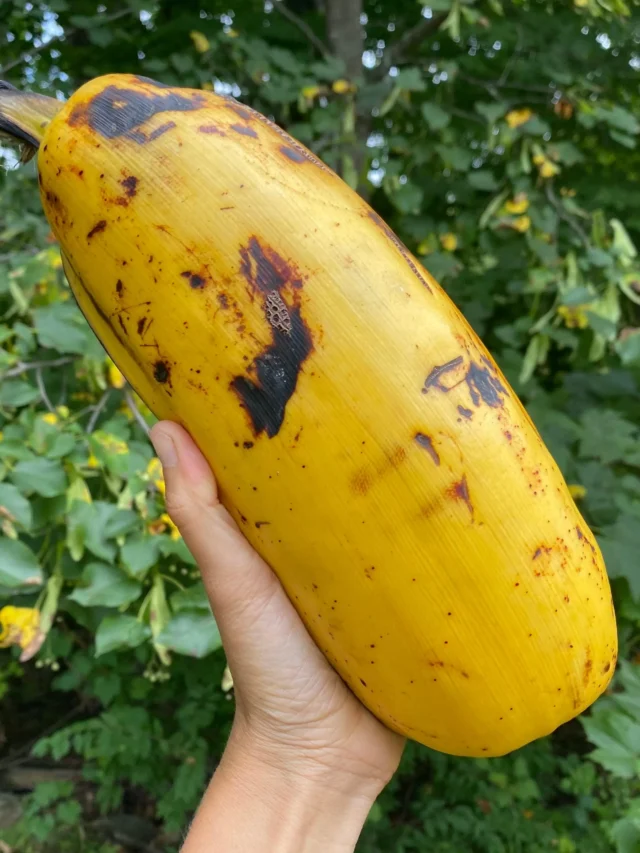 जगातील सर्वात मोठी फळे तुम्ही बघितली आहे का ?