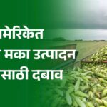 अमेरिकेत विक्रमी मका उत्पादन