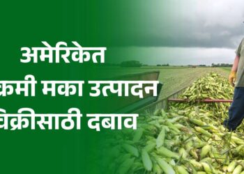 अमेरिकेत विक्रमी मका उत्पादन