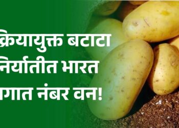 प्रक्रियायुक्त बटाटा निर्यातीत भारत जगात नंबर वन!