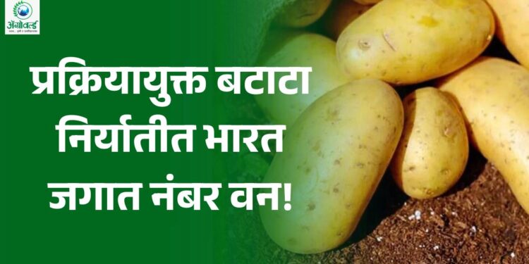 प्रक्रियायुक्त बटाटा निर्यातीत भारत जगात नंबर वन!