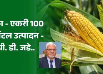 मका – एकरी 100 क्विंटल उत्पादन – बी. डी. जडे.