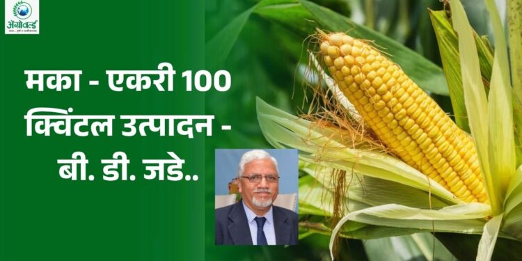 मका – एकरी 100 क्विंटल उत्पादन – बी. डी. जडे.