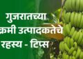 गुजरातच्या विक्रमी केळी उत्पादकतेचे रहस्य
