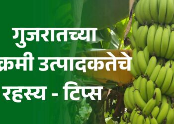 गुजरातच्या विक्रमी केळी उत्पादकतेचे रहस्य