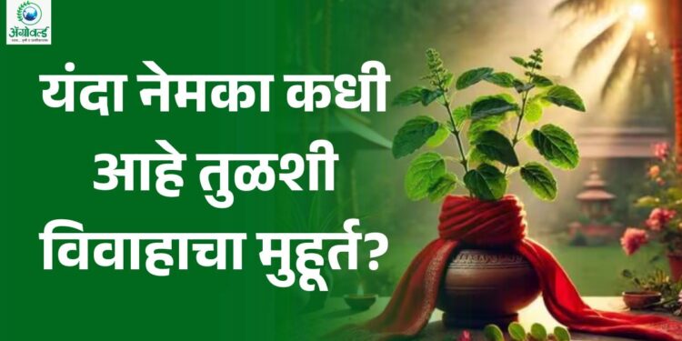 यंदा नेमका कधी आहे तुळशी विवाहाचा मुहूर्त? जाणून घ्या नेमकी तिथी अन शुभ वेळ..