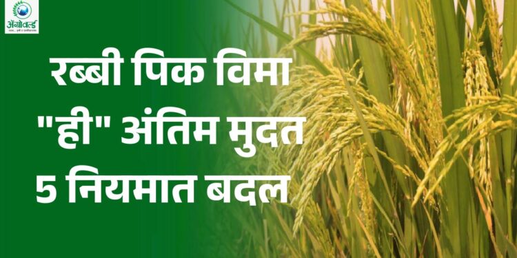 पीक विमा