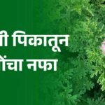 ‘हे’ पिक ठरले गेमचेंजर