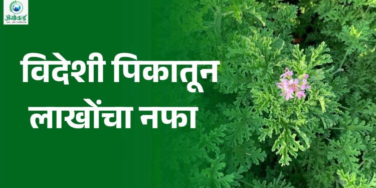 ‘हे’ पिक ठरले गेमचेंजर