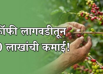 कॉफीची लागवड