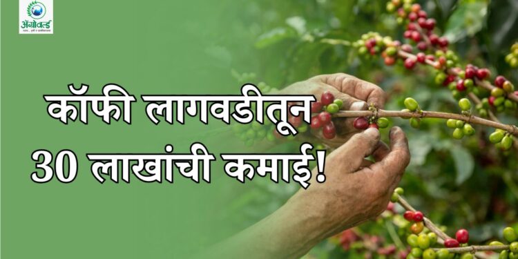 कॉफीची लागवड