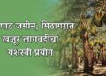खारपाड जमीन, मिठागरात खजूर लागवडीचा यशस्वी प्रयोग