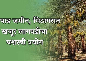 खारपाड जमीन, मिठागरात खजूर लागवडीचा यशस्वी प्रयोग