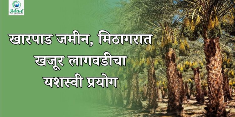 खारपाड जमीन, मिठागरात खजूर लागवडीचा यशस्वी प्रयोग
