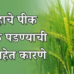 गव्हाचे पीक पिवळे