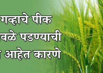 गव्हाचे पीक पिवळे