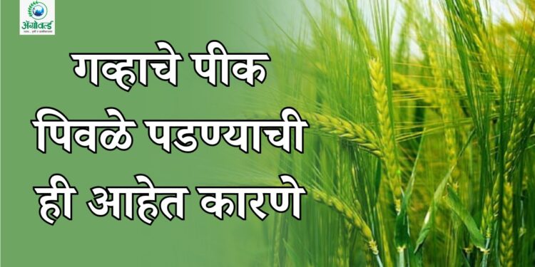 गव्हाचे पीक पिवळे