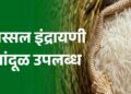 अस्सल इंद्रायणी तांदूळ जळगावात उपलब्ध