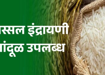 अस्सल इंद्रायणी तांदूळ जळगावात उपलब्ध