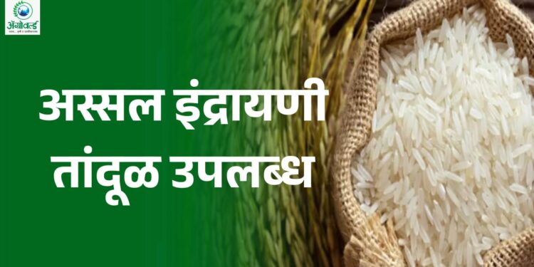 अस्सल इंद्रायणी तांदूळ जळगावात उपलब्ध