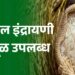 अस्सल इंद्रायणी तांदूळ जळगावात उपलब्ध