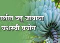 सांगलीत ब्लू जावा केळीचा यशस्वी प्रयोग