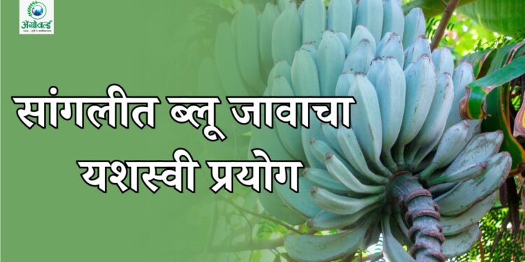 सांगलीत ब्लू जावा केळीचा यशस्वी प्रयोग