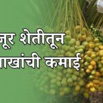 सेंद्रिय खजूर शेतीतून एकरी 12 लाखांचा नफा