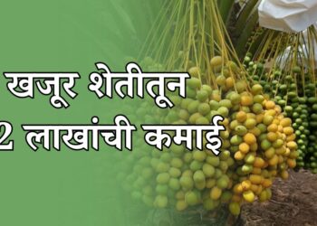 सेंद्रिय खजूर शेतीतून एकरी 12 लाखांचा नफा