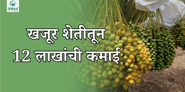 सेंद्रिय खजूर शेतीतून एकरी 12 लाखांचा नफा
