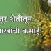 सेंद्रिय खजूर शेतीतून एकरी 12 लाखांचा नफा