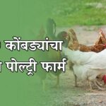 5000 कोंबड्यांचा पोल्ट्री फार्म