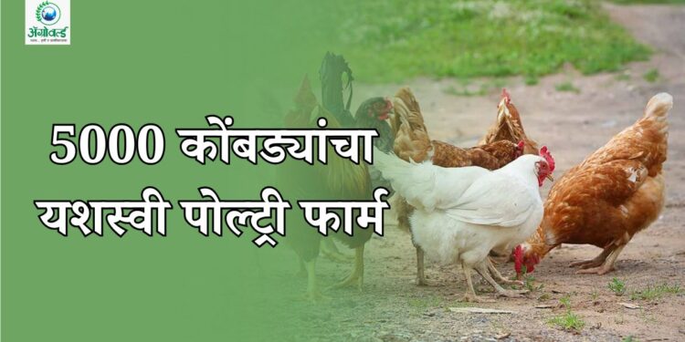 5000 कोंबड्यांचा पोल्ट्री फार्म