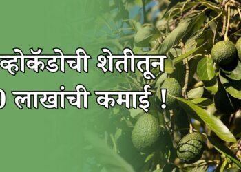 अव्होकॅडोची शेती
