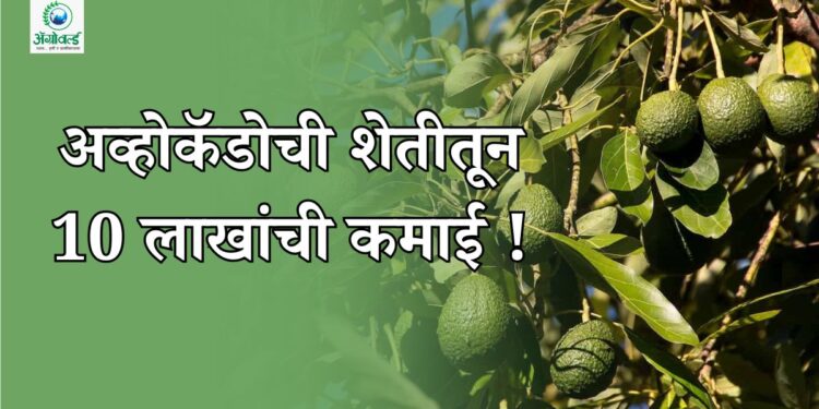 अव्होकॅडोची शेती